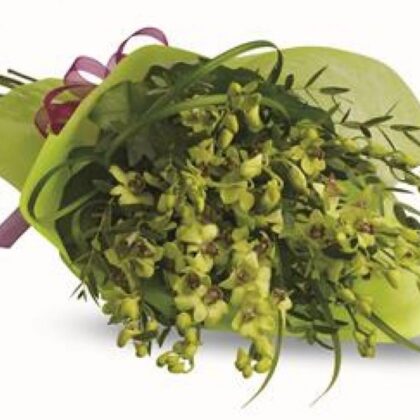 Classical Green Orchids Presented in Simple Wrap and Tie
