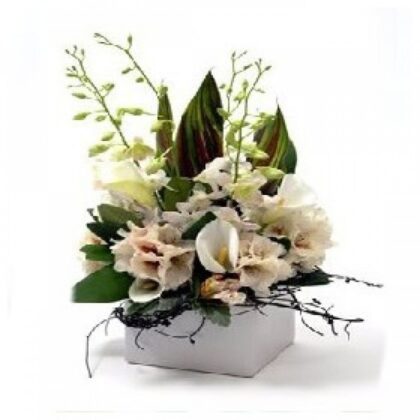 White Orchids in a White Box